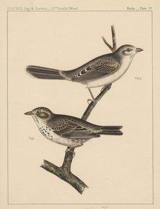 Birds, Plate IV